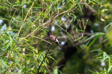 Red-vented Bulbul Pycnonotus cafer