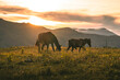 herd of horses in the sunset