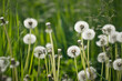 Photo of dandelions on the background of green grass 3395.