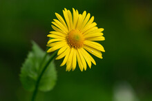  Yellow Daisy Flower With Water Drops