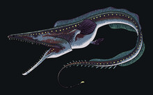 Drawing Pelican Eel,deep Seafish, Art.illustration, Vector