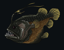 Drawing Football Fish, Deep Seafish, Art.illustration, Vector