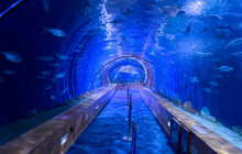 Water Tunnel With Various Of Fish And Shark