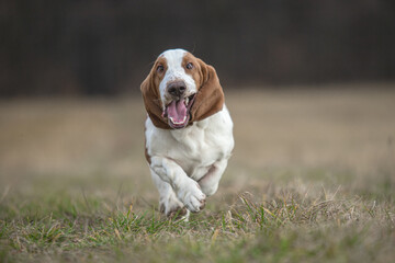 Wall Mural - Crazy and funny Basset hound dog running