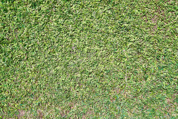 Beautiful grass texture image