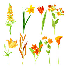 Beautiful Orange Flowers Set. Lily, Ranunculus, Nasturtium, Tulip, Narcissus, Calla, Lupinus Plants, Elegant Floral Design Elements Vector Illustration