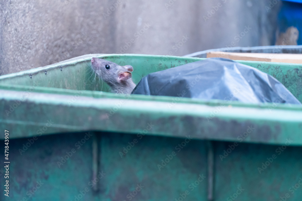 The rats are eating in the trash in the big city
