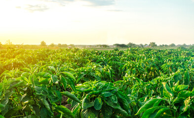 Wall Mural - A farm field planted with pepper crops. Growing capsicum peppers, leeks and eggplants. Food production. Agroindustry agribusiness. Agriculture, farmland. Growing organic vegetables on open ground.