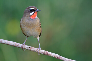 Canvas Print - close up of red throat bird with sharp eyes perching on staight wooden branch over green background in nature, male of siberian rubythroat