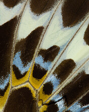 Butterfly Wing Abstract Using Extreme Close Up Of Fragile Animal Markings