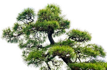 Close-up Of The Branches Of A Pine Bonsai Isolated On White Background.