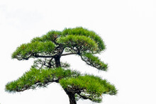 Close-up Of The Branches Of A Pine Bonsai Isolated On White Background.