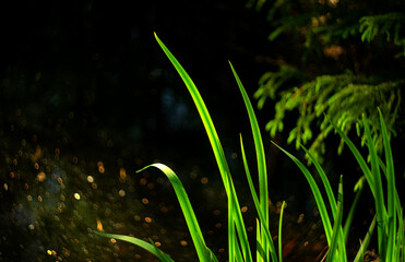 Wall Mural - Long green grass leaves on the background of water. Natural background.