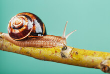 A Large Edible Grape Snail Crawls Along A Tree Branch On A Green Background.