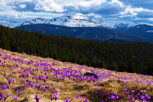 Spring In The Mountains