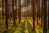 Fototapeta Na ścianę - Pine-trees in forest at sunset in Palanga, Lithuania