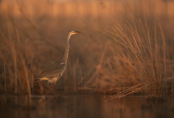 Grey Heron taken through bushes to give a foggy appearance, Asker marsh, Bahrain