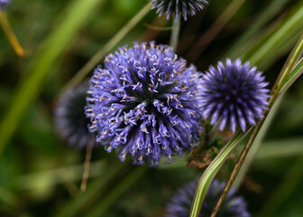 Wall Mural - Globe Thistle plant, Echinops ritro bannaticus flower in autumn garden