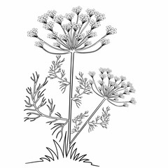 sketch, dill plant with flowers, coloring book, isolated object on white background, cartoon illustration, vector,