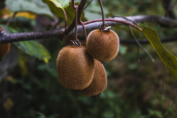 Wall Mural - Green organic kiwi fruit close-up. The kiwi harvest season. Kiwi on the plantation on an autumn day. Fresh kiwi fruit on a growing tree.