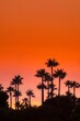 © StockPhotoAstur - Sunset with palms in Cadiz, Spain.