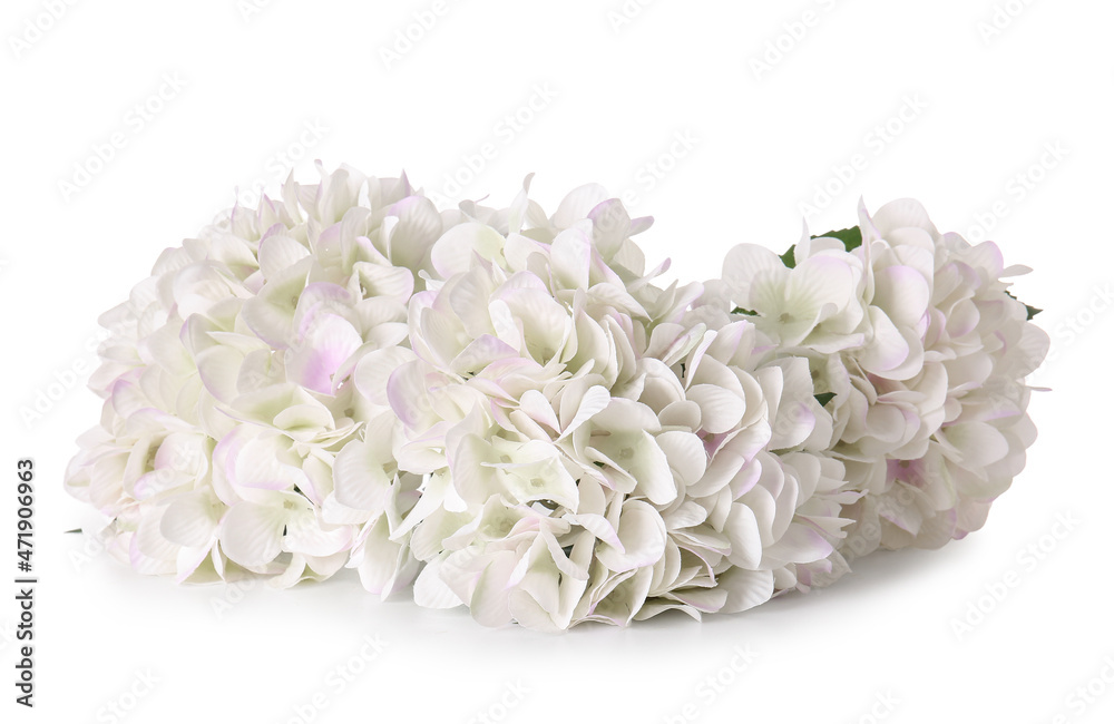 Bouquet of beautiful hydrangea flowers on white background