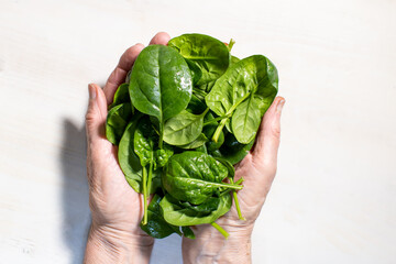 Wall Mural - fresh spinach leaves in woman's hands on white wooden background