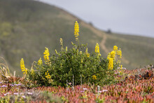 Wild Yellow Flowers Among Ice Plant On A Walking Path At The California Coast