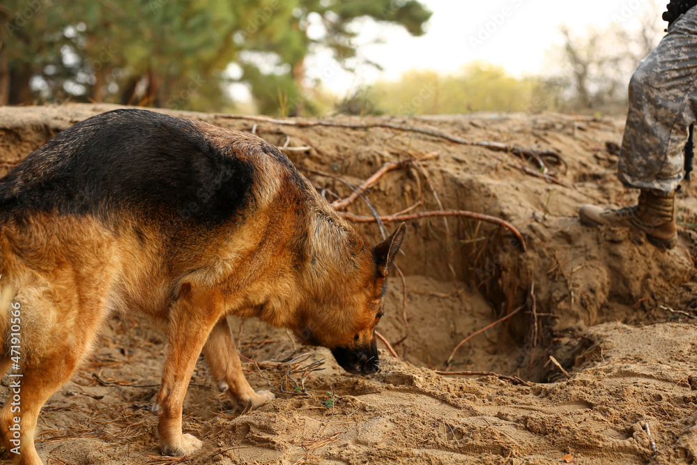 Soldier with military working dog outdoors