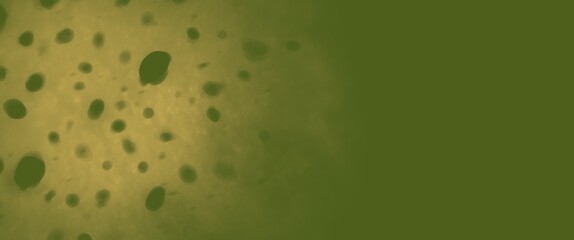 Poster - slice of kiwi fruit