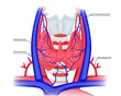 Vessels of the thyroid gland illustration. Thyroid gland arteries and veins.