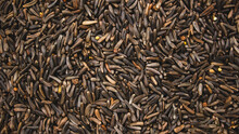 Close Up Of A Ramtil Seeds