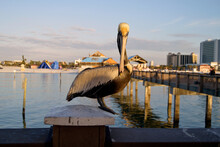 Single Pelican Perched On A Pier Rail During Sunset In Florida