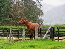 A Horse In The Panama Highlands