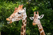 Reticulated Giraffe and mate at a zoological park in Alabama.