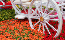 Classic Wagon Wheel Decoration In Flower Garden