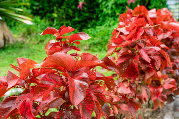 Wall Mural - Acalypha wilkesiana, common names copperleaf and Jacob’s coat. The leaves are coppery green with red splashes, giving them a mottled appearance. Selective Focus. defocus.