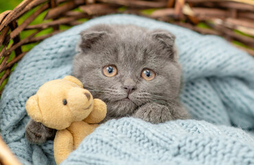 Wall Mural - Unhappy tiny kitten hugs favorite toy bear inside a basket. Top dow view