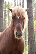 Portrait Pferd im Wald