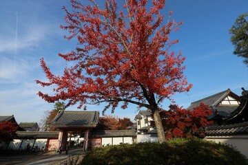 Wall Mural - 京都　真如堂の紅葉