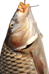 Poster - fresh carp fish  on white background