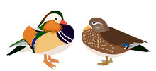 Drake And Hen Mandarin Ducks Isolated On White Background, Pair Of Mandarin Ducks, Vector Illustration 