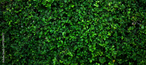 Fototapete - Full Frame of Green Leaves Pattern Background, Nature Lush Foliage Leaf  Texture , tropical leaf