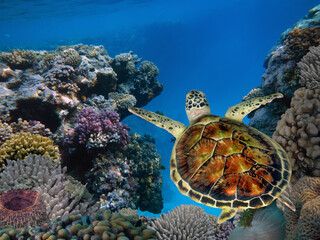  A green sea turtle swimming underwater