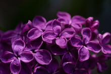 Purple  Lilac Petals In Detail
