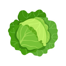 Head Of Cabbage. Vector Illustration Flat Isolated