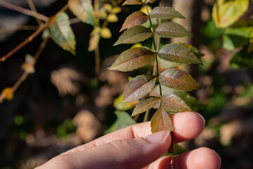 Leaves in the hands of a gir. Autumn leaves on the girl's hand.