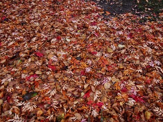 Wall Mural - Fallen Leaves 