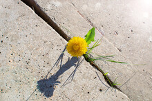 Plant Growing With Yellow Flower Grows Through Concrete Cracking. Sprout Of A Plant Makes The Way Through A Crack Asphalt. The Concept Of Survival, Ecology, Globalization