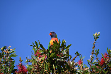 A rainbow lorikeet perched atop a callistemon, or bottle brush, bush, with clear blue sky in the background